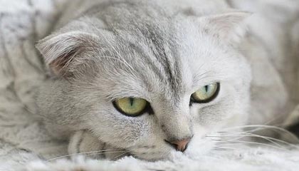 世界杯比赛直播地址-纵相俱乐部 | 美国冰球冬奥赢麻，气氛组长特朗普