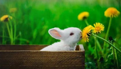 世界杯比赛直播地址-纵相俱乐部 | 美国冰球冬奥赢麻，气氛组长特朗普